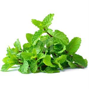 Fresh Mint